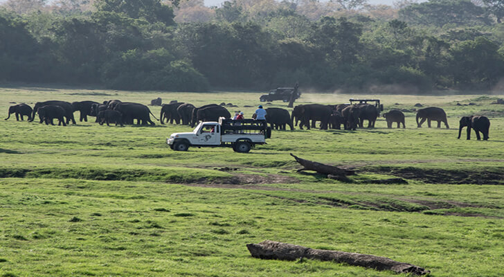 safari tour sri lanka yala